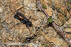 Frühlings-Wegwespe (Anoplius viaticus) (F210305)