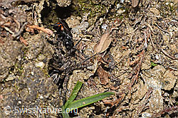 Frühlings-Wegwespe (Anoplius viaticus) mit Bärtiger Scheintarantel (Alopecosa accentuata) (F210308)
