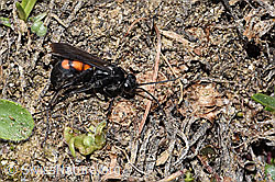 Frühlings-Wegwespe (Anoplius viaticus) (F210326)