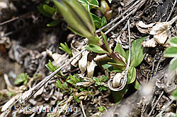 Frühlings-Enzian (Gentiana verna) (F210350) Frühlings-Enzian (Gentiana verna) (F210350)