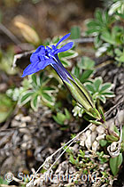 Frühlings-Enzian (Gentiana verna) (F210352) Frühlings-Enzian (Gentiana verna) (F210352)