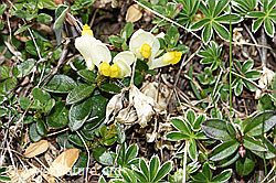 Buchsblättrige Kreuzblume (Polygala Chamaebuxus) (21.05.2022, F210359)