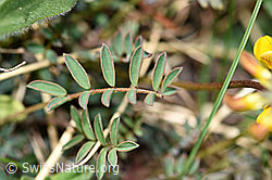 Schopfiger Hufeisenklee (Hippocrepis comosa) (21.05.2022, F210362)