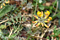 Hippocrepis comosa (F210364)