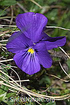 Langsporniges Stiefmütterchen (Viola calcarata) (F210370) Langsporniges Stiefmütterchen (Viola calcarata) (F210370)