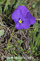 Langsporniges Stiefmütterchen (Viola calcarata) (F210372) Langsporniges Stiefmütterchen (Viola calcarata) (F210372)