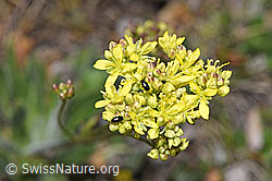 Gemeines Brillenschötchen (Biscutella laevigata) (F210381) Gemeines Brillenschötchen (Biscutella laevigata) (F210381)