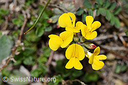 Schopfiger Hufeisenklee (Hippocrepis comosa) (21.05.2022, F210390)