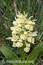 Holunder-Knabenkraut (Dactylorhiza sambucina) (21.05.2022, F210400)
