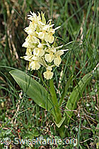 Holunder-Knabenkraut (Dactylorhiza sambucina) (21.05.2022, F210402)