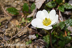 Silberwurz (Dryas octopetala) (F210409) Silberwurz (Dryas octopetala) (F210409)