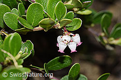 Immergrüne Bärentraube (Arctostaphylos uva-ursi) (F210413) Immergrüne Bärentraube (Arctostaphylos uva-ursi) (F210413)