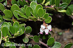 Immergrüne Bärentraube (Arctostaphylos uva-ursi) (F210416) Immergrüne Bärentraube (Arctostaphylos uva-ursi) (F210416)