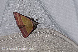 Foto: Kreuzblumen-Bunteulchen (Phytometra viridaria)