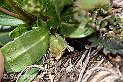 Arabis ciliata (F210433)