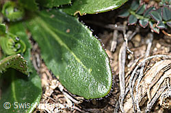 Arabis ciliata (F210434)