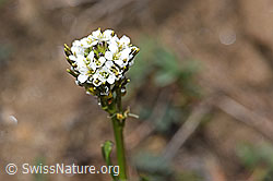 Arabis ciliata (F210436)