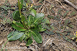 Arabis ciliata (F210437)