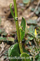 Arabis ciliata (F210439)