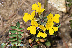 Dunkelgrüne Schmalbiene (Lasioglossum morio) auf Schopfigem Hufeisenklee (Hippocrepis comosa) (F210448) Dunkelgrüne Schmalbiene (Lasioglossum morio) auf Schopfigem Hufeisenklee (Hippocrepis comosa) (F210448)
