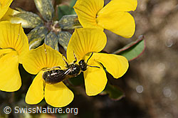 Dunkelgrüne Schmalbiene (Lasioglossum morio) auf Schopfigem Hufeisenklee (Hippocrepis comosa) (F210449) Dunkelgrüne Schmalbiene (Lasioglossum morio) auf Schopfigem Hufeisenklee (Hippocrepis comosa) (F210449)
