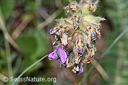 Oxytropis halleri ssp. velutina (F210451)
