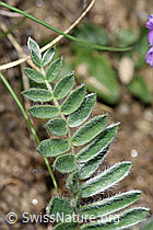 Oxytropis halleri ssp. velutina (F210452)