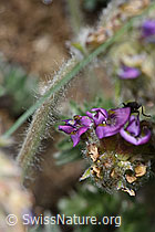 Oxytropis halleri ssp. velutina (F210457)