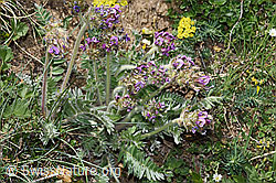 Samtiger Haller-Spitzkiel (Oxytropis halleri ssp. velutina) (21.05.2022, F210459)