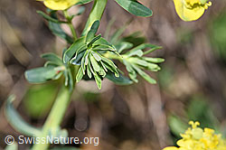 Euphorbia cyparissias (F210463)