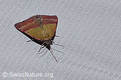 Foto: Kreuzblumen-Bunteulchen (Phytometra viridaria)