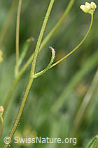Gemeines Brillenschötchen (Biscutella laevigata) (F210473) Gemeines Brillenschötchen (Biscutella laevigata) (F210473)