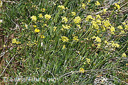 Gemeines Brillenschötchen (Biscutella laevigata) (F210480) Gemeines Brillenschötchen (Biscutella laevigata) (F210480)