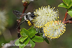Graue Sandbiene (Andrena cineraria) an Sal-Weide (Salix caprea) (F210489)