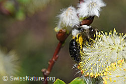 Graue Sandbiene (Andrena cineraria) an Sal-Weide (Salix caprea) (F210490)