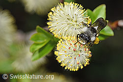 Graue Sandbiene (Andrena cineraria) an Sal-Weide (Salix caprea) (F210496)