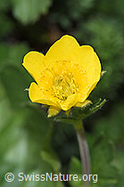 Gemeine Berg-Nelkenwurz (Geum montanum) (F210516) Gemeine Berg-Nelkenwurz (Geum montanum) (F210516)