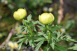 Trollblume (Trollius europaeus) (21.05.2022, F210524)