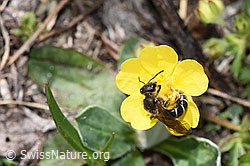 Halictus rubicundus on flower (F210528)