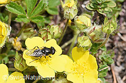 Gänsedistel-Erzschwebfliege (Cheilosia caerulescens) auf Blume (F210529) Gänsedistel-Erzschwebfliege (Cheilosia caerulescens) auf Blume (F210529)