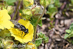 Gänsedistel-Erzschwebfliege (Cheilosia caerulescens) auf Blume (F210532) Gänsedistel-Erzschwebfliege (Cheilosia caerulescens) auf Blume (F210532)