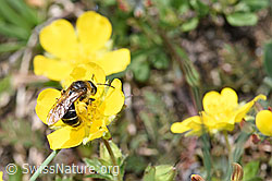 Halictus rubicundus on flower (F210534)