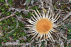 Silberdistel (Carlina acaulis ssp. caulescens) (F210610)