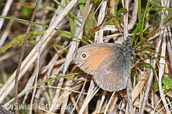 Kleines Wiesenvögelchen (Coenonympha pamphilus) (F211764) Kleines Wiesenvögelchen (Coenonympha pamphilus) (F211764)