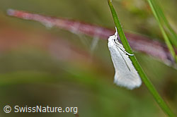 Elachista argentella (Grasminiermotte) (F211766)