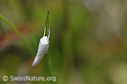Elachista argentella (Grasminiermotte) (F211769)