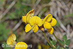 Lotus corniculatus (F211785)