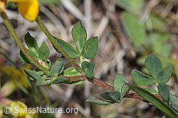 Lotus corniculatus (F211786)