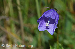 Rautenblättrige Glockenblume (Campanula rhomboidalis) (F211789) Rautenblättrige Glockenblume (Campanula rhomboidalis) (F211789)