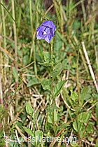 Rautenblättrige Glockenblume (Campanula rhomboidalis) (F211794) Rautenblättrige Glockenblume (Campanula rhomboidalis) (F211794)